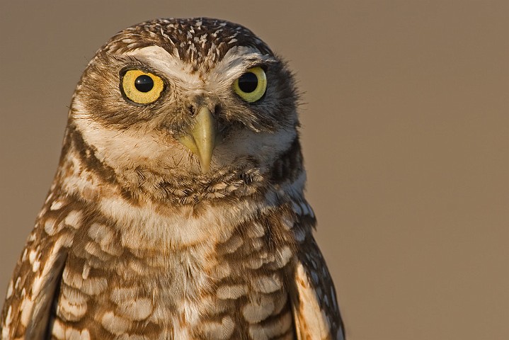 Kaninchenkauz Athene cunicularia Burrowing Owl